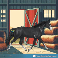 Horse Color:Black Sabino 