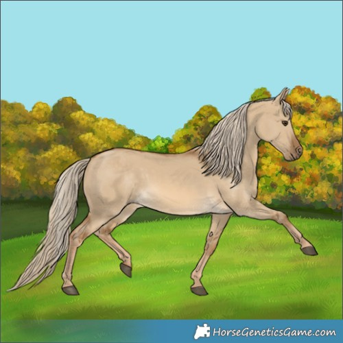 Horse Color:Chocolate Palomino Dun 