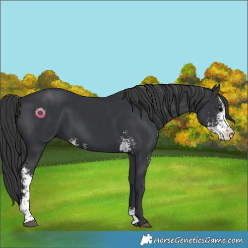 Horse Color:Black Sabino 