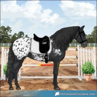 Horse Color:Black Blanket 
