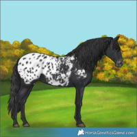 Horse Color:Black Appaloosa 