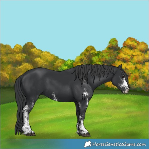 Horse Color:Black Sabino