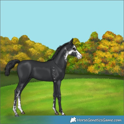 Horse Color:Black Sabino 