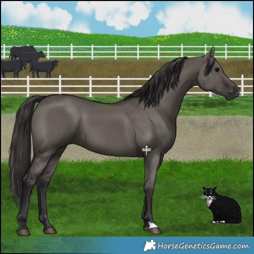 Horse Color:Smoky Grullo 