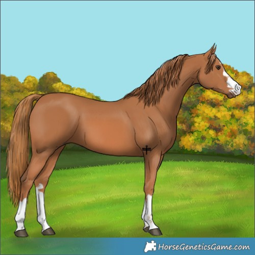Horse Color:Chestnut 