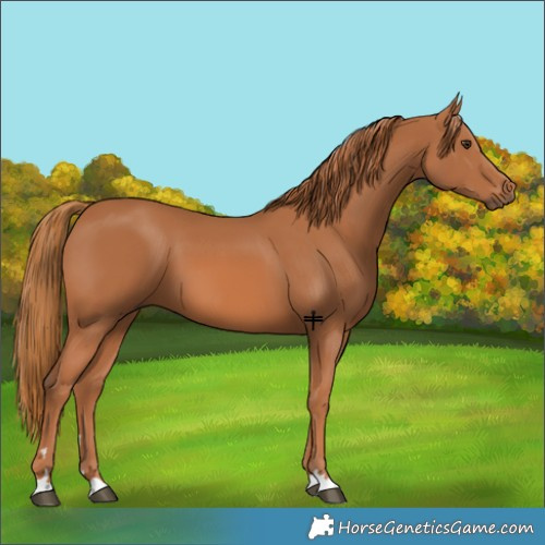 Horse Color:Chestnut 
