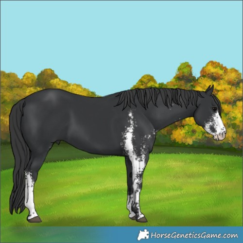 Horse Color:Black Sabino 