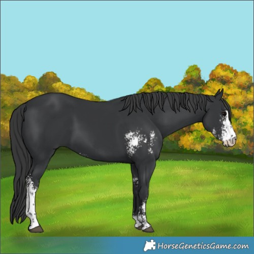 Horse Color:Black Sabino