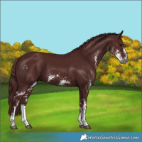 Horse Color:Gray Chocolate Black Sabino