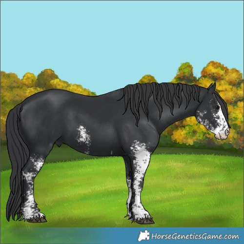 Horse Color:Black Sabino