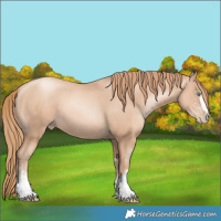 Horse Color:Gold Champagne Pearl Rabicano and Gold Champagne Pearl Rabicano