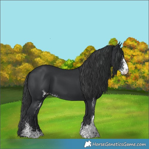 Horse Color:Black Sabino 