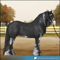 Horse Color:Black Sabino 