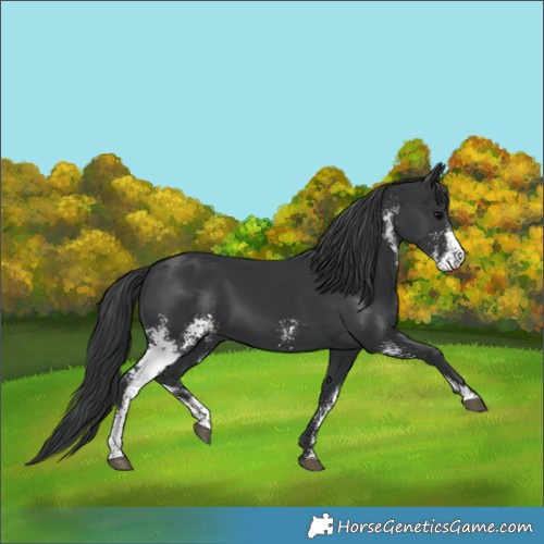 Horse Color:Black Sabino 