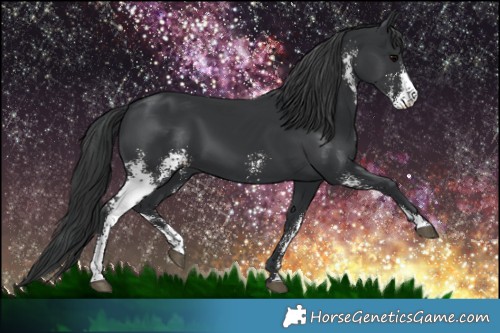 Horse Color:Black Sabino 