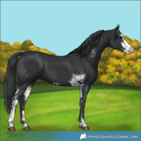 Horse Color:Black Sabino