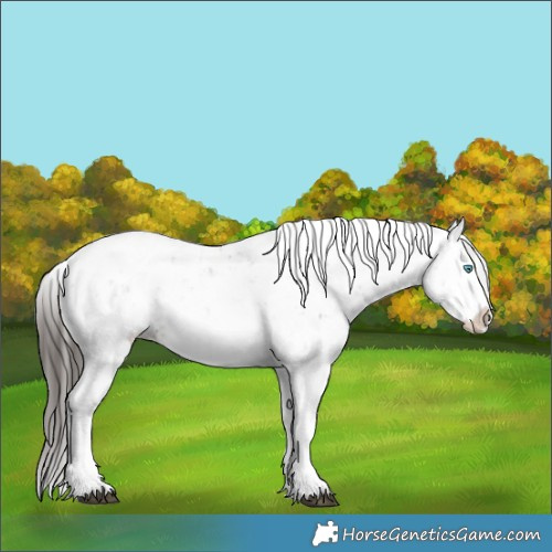 Horse Color:Liver Chestnut Sabino Splash Snowcap 