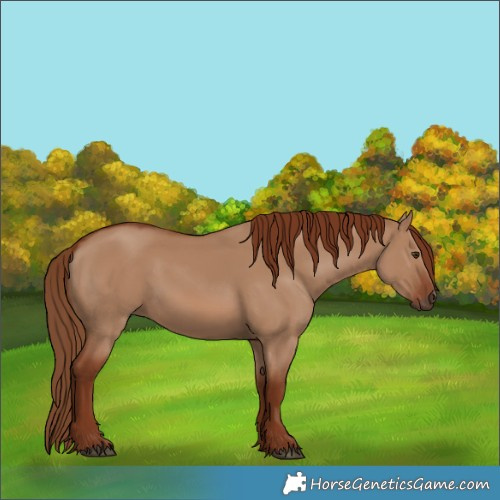 Horse Color:Red Dun 