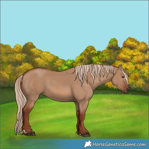 Horse Color:Red Dun 
