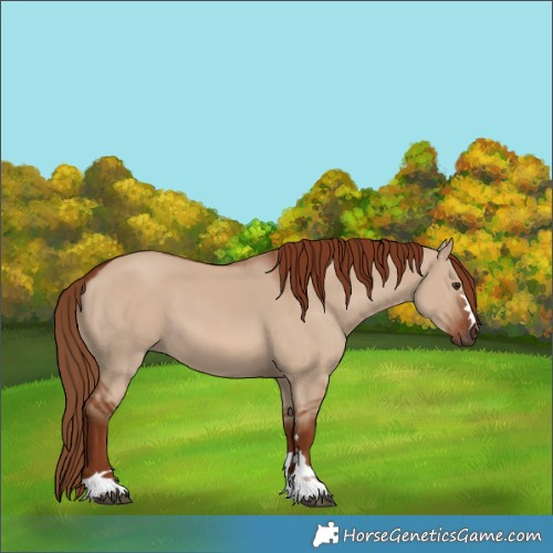 Horse Color:Red Dun 