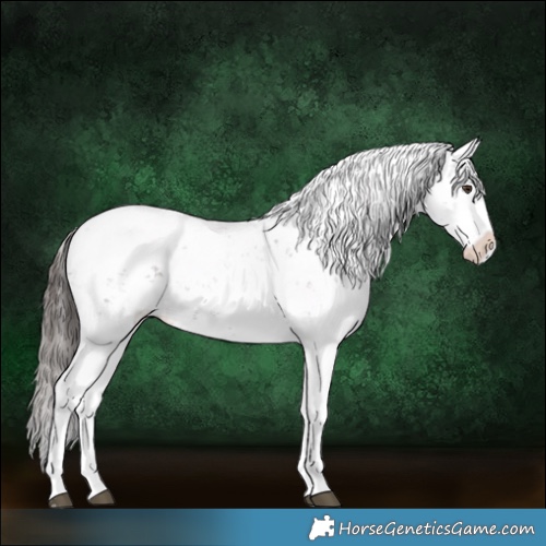 Horse Color:Liver Chestnut Sabino Splash Snowcap 