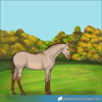 Horse Color:Red Dun