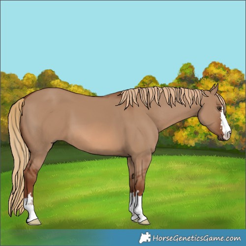 Horse Color:Red Dun 