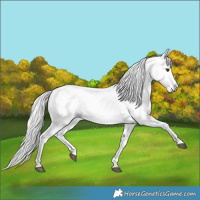 Horse Color:Gray Liver Chestnut Sabino Splash Snowflake Varnish