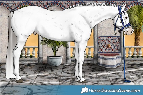 Horse Color:Liver Chestnut Sabino Splash Appaloosa 