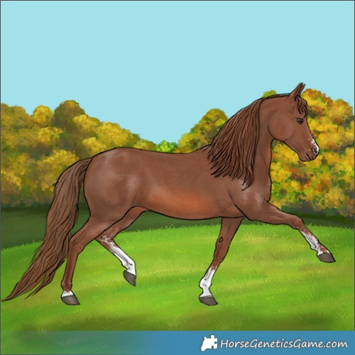 Horse Color:Chestnut Sabino 