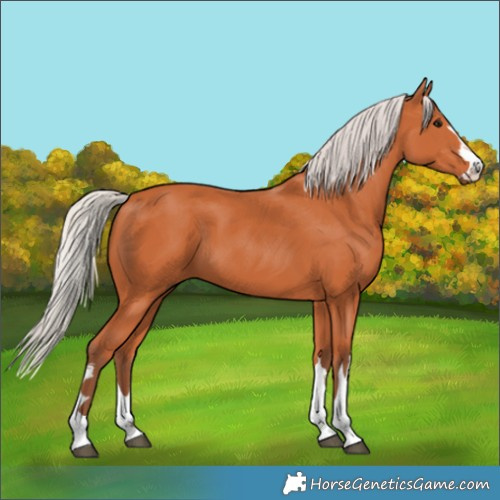 Horse Color:Silver Bay 
