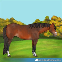 Horse Color:Bay 