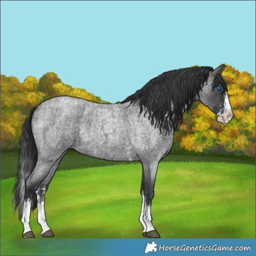 Horse Color:Blue Roan Sabino Splash  and Blue Roan Sabino Splash 