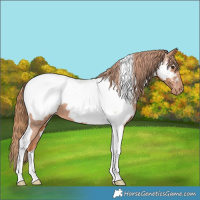 Horse Color:Chestnut Tobiano Appaloosa