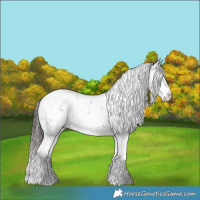 Horse Color:Liver Chestnut Sabino Splash Appaloosa 