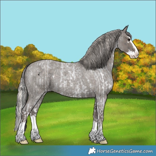 Horse Color:Blue Roan Sabino Splash  and Silver Blue Roan Sabino Splash 