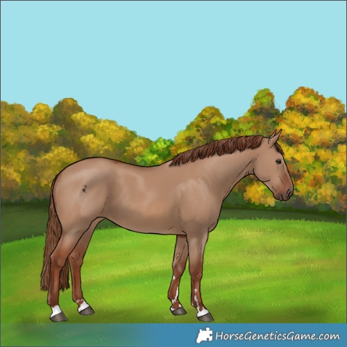 Horse Color:Red Dun 