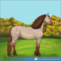 Horse Color:Red Dun 