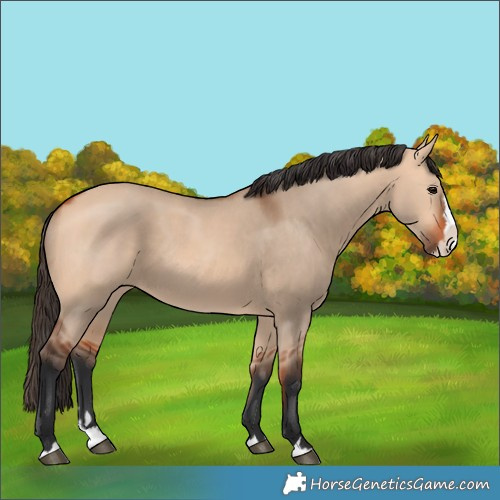 Horse Color:Bay Dun Splash