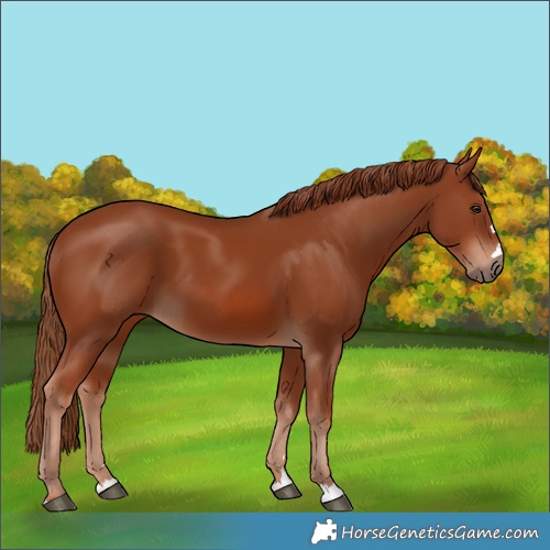 Horse Color:Chestnut 