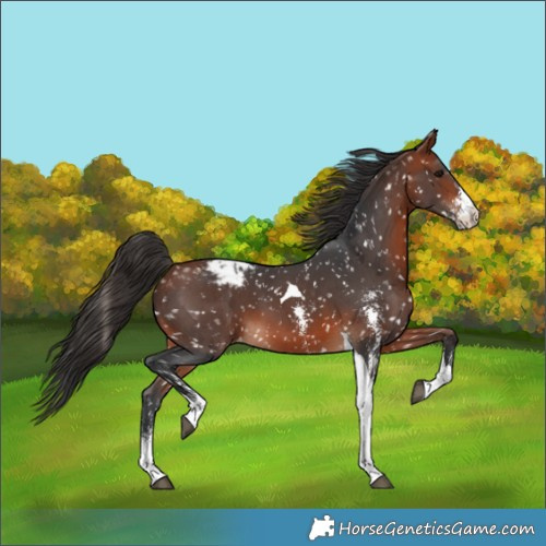 Horse Color:Brown Sabino Tobiano Snowflake Varnish