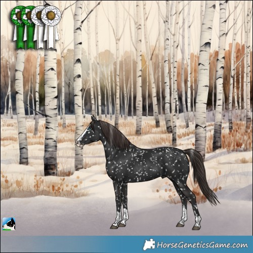 Horse Color:Liver Chestnut Splash Appaloosa 