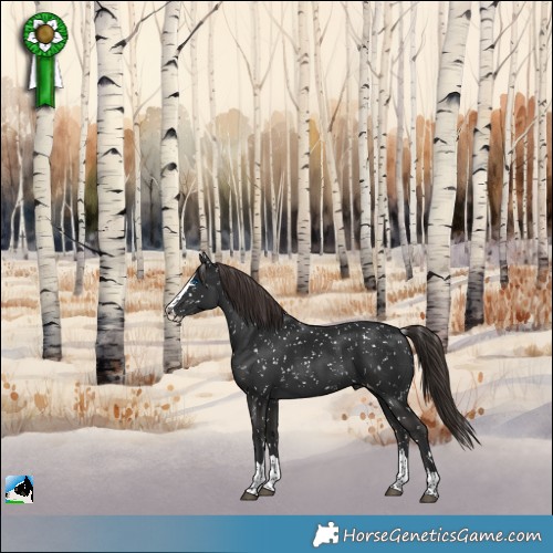 Horse Color:Liver Chestnut Splash Appaloosa 