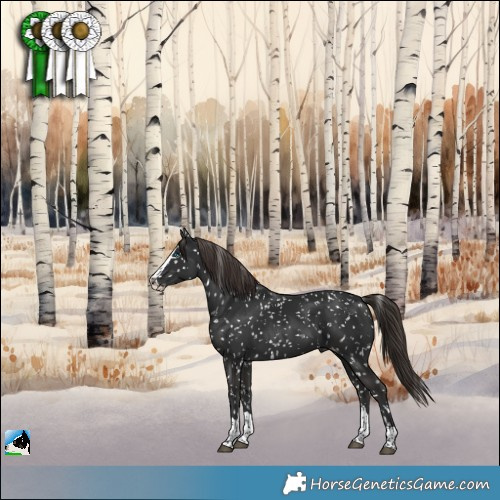 Horse Color:Liver Chestnut Splash Appaloosa 