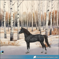 Horse Color:Liver Chestnut Splash Appaloosa 