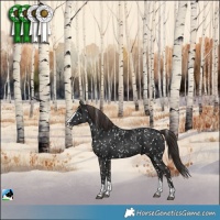 Horse Color:Liver Chestnut Splash Appaloosa 