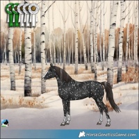 Horse Color:Liver Chestnut Splash Appaloosa 