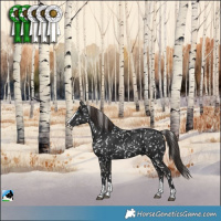 Horse Color:Liver Chestnut Splash Appaloosa 