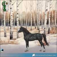 Horse Color:Liver Chestnut Splash Appaloosa