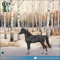 Horse Color:Liver Chestnut Splash Appaloosa